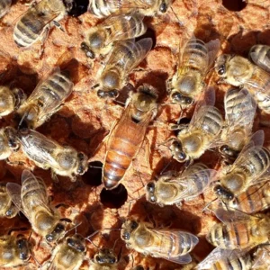 Matka pszczela - BUCKFAST LIGURICA KANGARO od T.RUMPEL