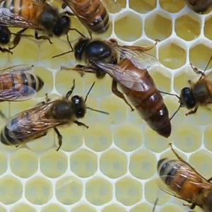 carnica alpejska matka